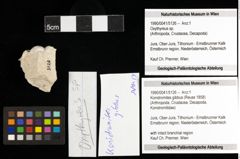 Foto (Objekt + Etiketten) von Konidromites gibbus (Reuss 1858) 
